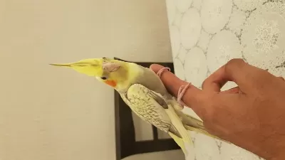 Yeni Yeme Düşmüş Sultan Papağanları
