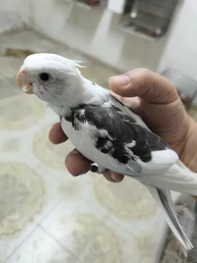 Sultan Yavruları 2 Aylik Ele Omuza Gelir Uygun Değildir