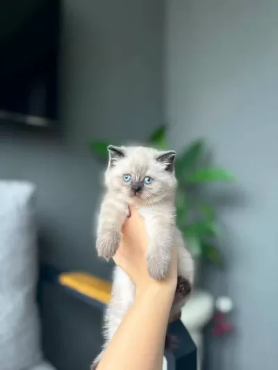 Harika British Shorthair