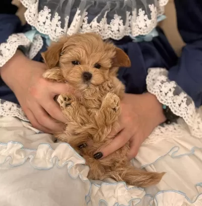 Sağlıklı Maltipoo Bebekleri