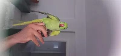 Pakistan Papağanı 11 Aylık Erkek