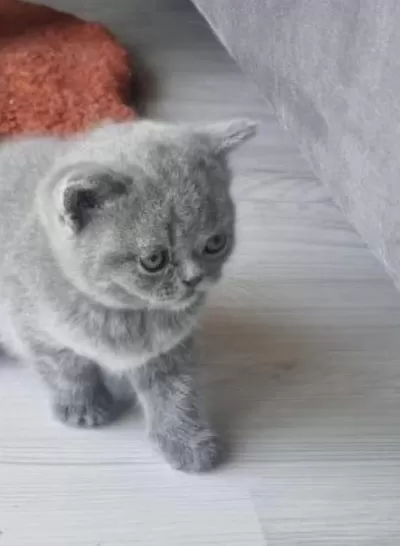 2 Aylık Tüm Eğitimleri Tamamlanmış Yavru Kedimiz