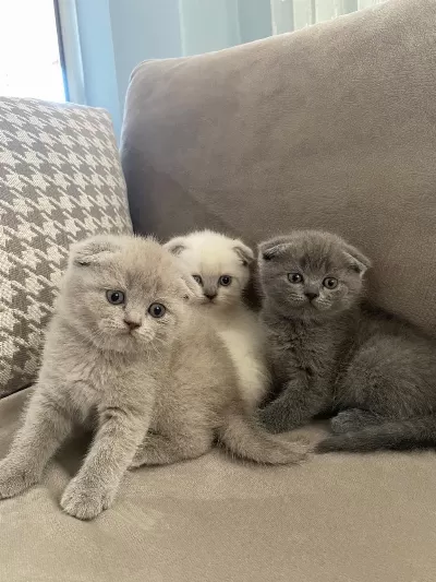 2 Aylık Scottish Fold