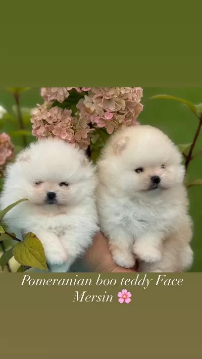 Pomeranian Boo Yavrular Teddy Bear