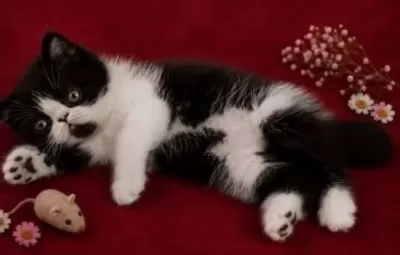Safkan Exotic Shorthair Bebekler
