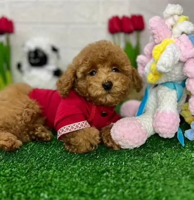 Toy Poodle Yavrularimiz