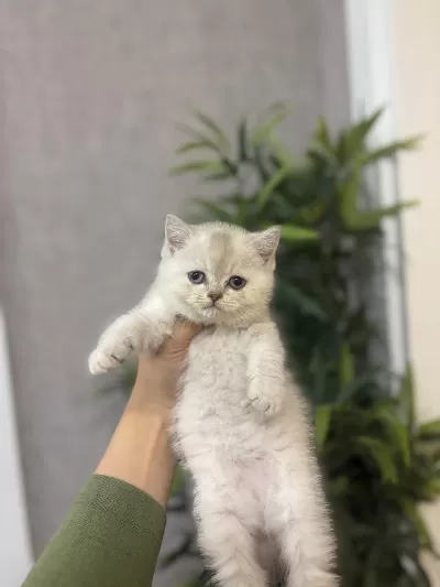 British Shorthair Silver Yavrularim