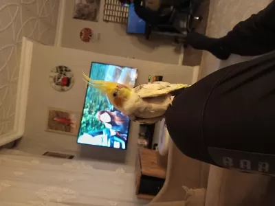 12 Aylık Erkek Sultan Papağanı Ve Kafesi