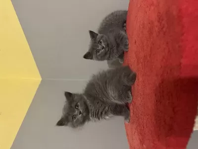 Safkan British Shorthair Yavrular