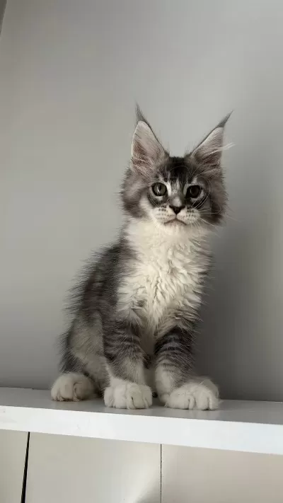 Minik Dev Maine Coon Prens Hiroşi