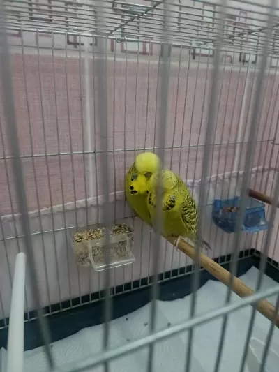 Şov Jumbo Takım Muhabbet Kuşu