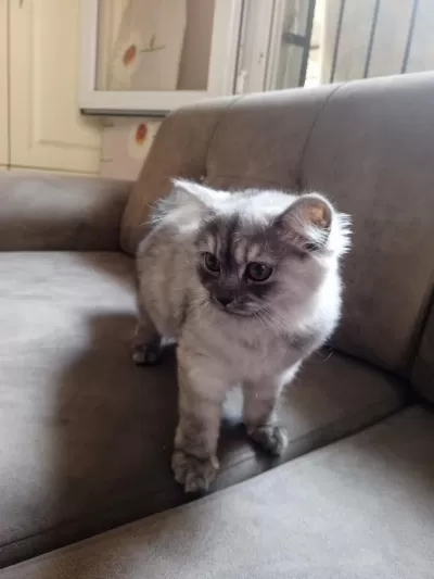 British Longhair 4 Aylık Dişi