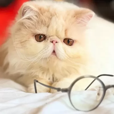 Erkek Exotic Longhair Lütfen Arayarak Bilgi Alın