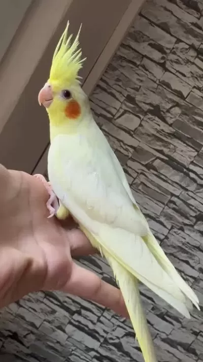 Ele Alışık Sultan Papağanı