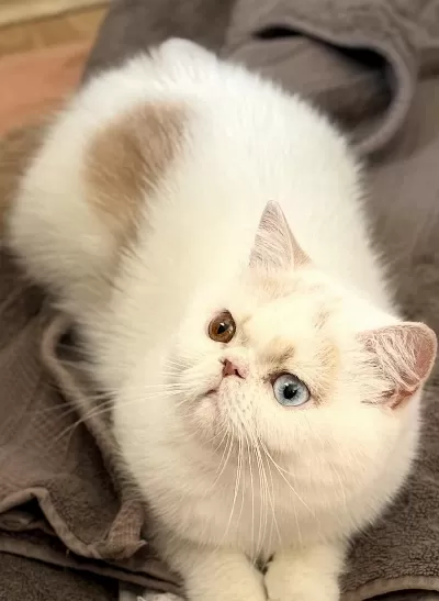 Erkek Odd Eyes Exotic Arayarak Bilgi Alın