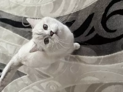 1 Yaşında Satılık Boncuk Kedimiz