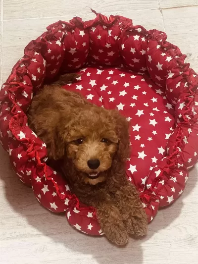 Sahibinden Çok Acil Poodle