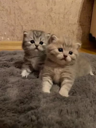 2 Aylık British Kedilerimiz