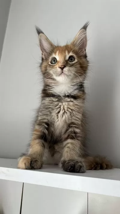 Minik Dev Maine Coon Prenses İsabella