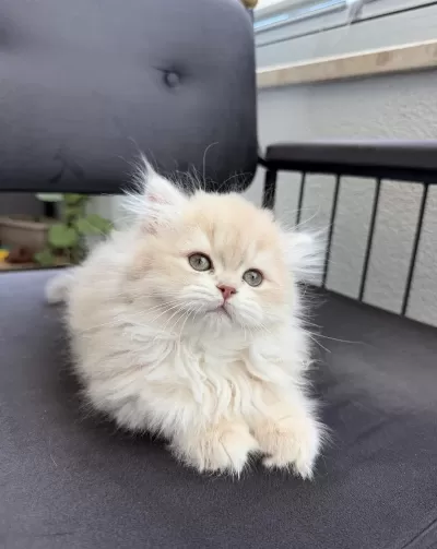 British Longhair Cy11 Çikolata Golden Yavru