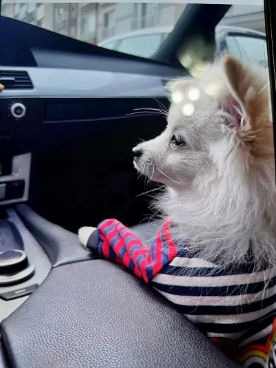 Pomeranian 8 Aylık Erkek Köpeğimiz