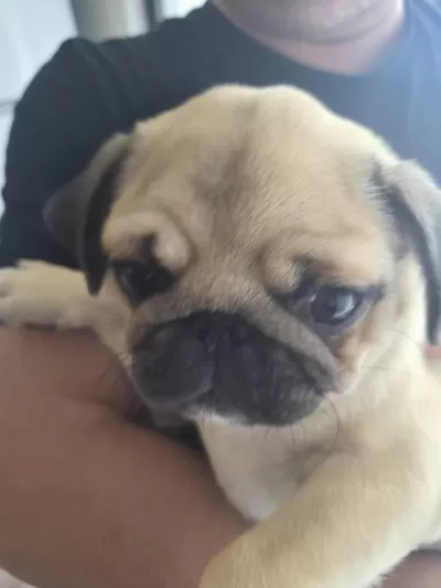 Sahiplendirilecek Pug Köpeğimiz