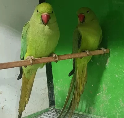 Kapalı Bilezik Pakistan Papağanları
