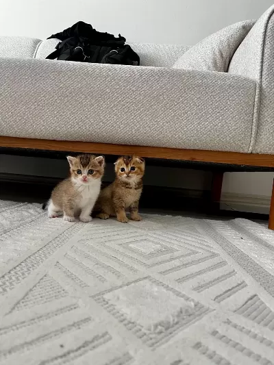 4 Tane Yavru British Shorthair 2 Silver 2 Golden