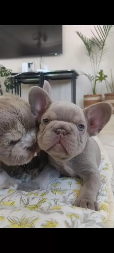 Egzotik Yavru Köpekler