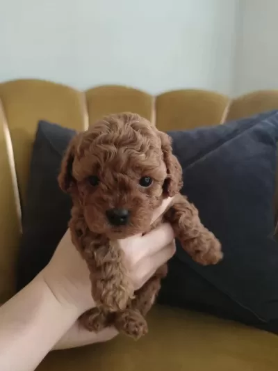 Red Brown Toy Poodle Yavrularımız Yeni Ailelerini Arıyor