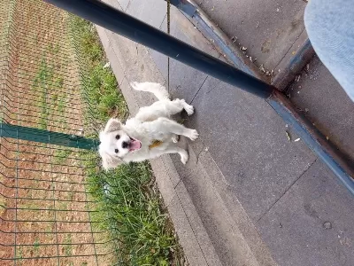Maltese 6 Aylık Erkek