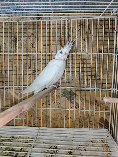 Yeni Eşleme Sultan Papağani Albino Takim