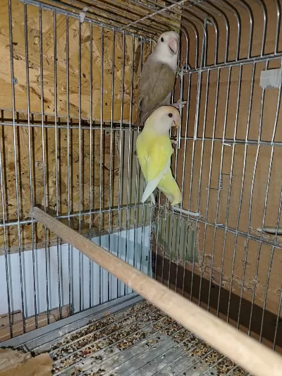 Yeni Eşleme Sevda Papağani Takimlar