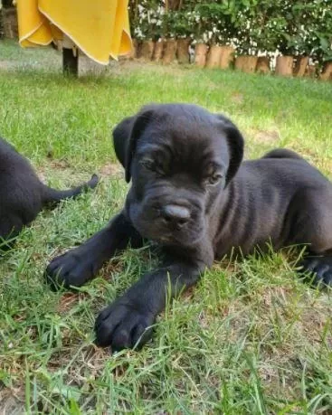 İrk Ve Sağlık Garantili Cane Corso Yavrular