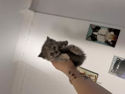 British Shorthair Erkek Kedimiz