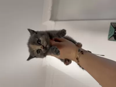 British Shorthair Dişi Yavru