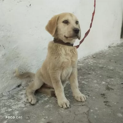 Sağlıklı Yavru Kangal