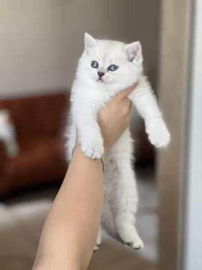 Sosyal British Shorthair Yavrum