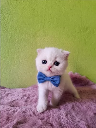 Scottish Fold Kedisi