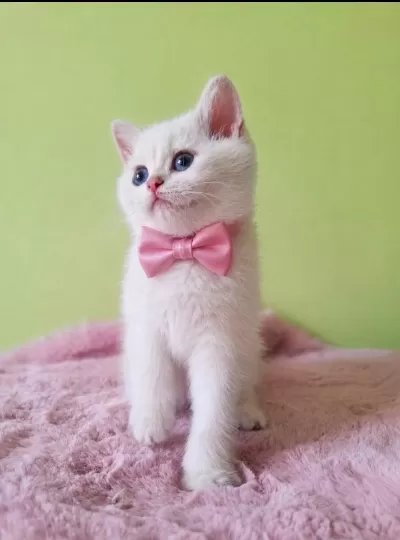 British Shorthair Kedisi
