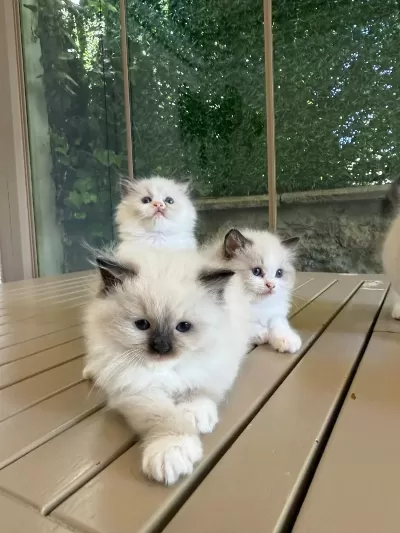 Ragdoll Yavru Kediler
