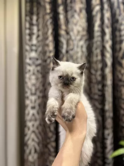 Bursanin En Seçkin British Shorthair Yavrulari