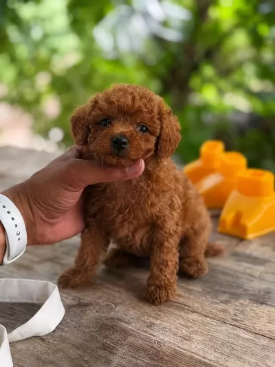 Orjinal Teacup Kore Poodle Bebekler