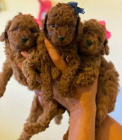 Ziyarete Açik Erkek Dişi Poodle Bebeklerim