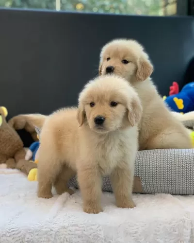 Golden Retriever Yavrulari