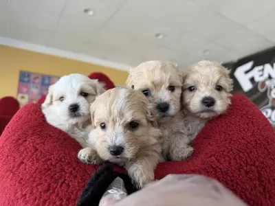 Türkiyenin En Güzel Maltipoo Yavrulari Renk Renk Ankara