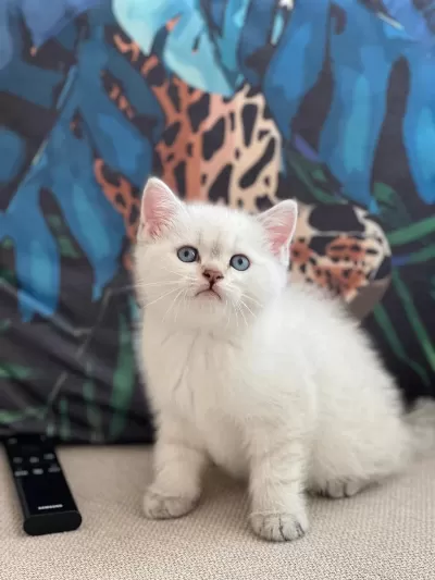 Oyuncu British Shorthair Yavrum