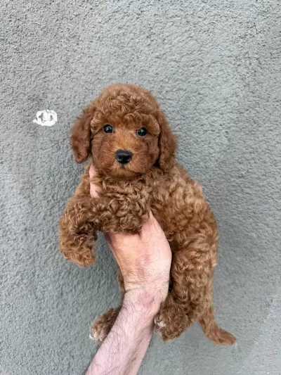 Yavru Toy Poodle Köpeklerimiz
