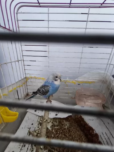 Sağlıklı Yavru Muhabbet Kuşu