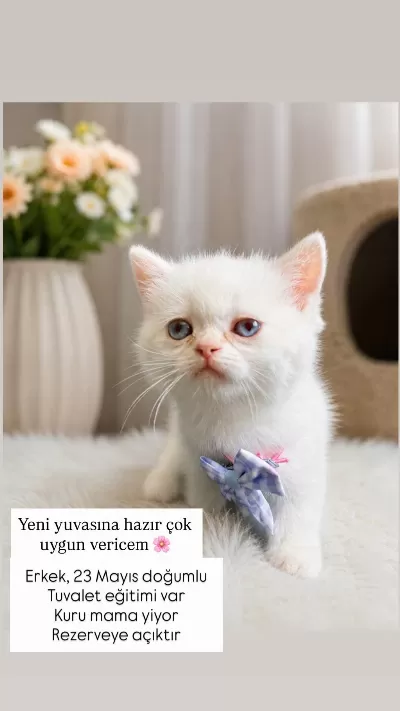 British Shorthair Point Erkek Yavru Kediş